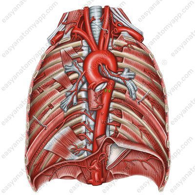 Branches of the thoracic aorta (rr. pericardiaci)